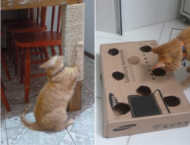 Como Cuidar de Gatos em Apartamento