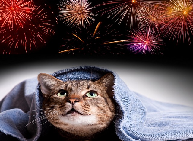 Gatos e Fogos de Artificio