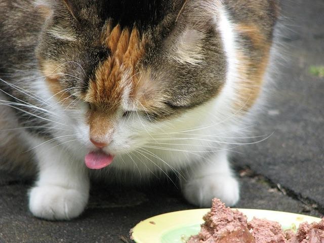 Meu Gato Não Quer Comer