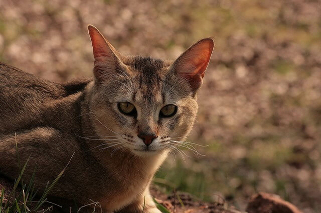 chausie-gato-da-selva