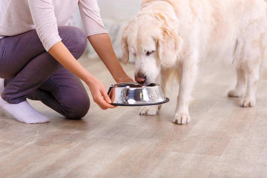 Como Escolher a Ração Certa para o Seu Cão